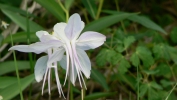 PICTURES/Spectra Point - Rampart Trail Overlook/t_Colorado Columbine28.JPG